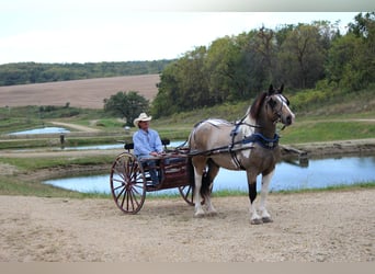 caballo de tiro Mestizo, Caballo castrado, 12 años, 160 cm, Tobiano-todas las-capas