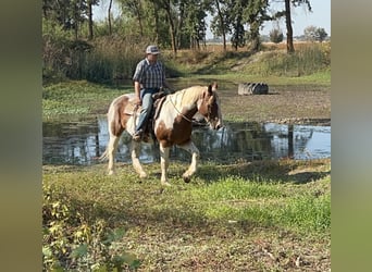 caballo de tiro, Caballo castrado, 12 años, 160 cm, Tobiano-todas las-capas