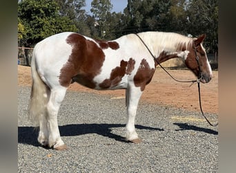 caballo de tiro, Caballo castrado, 12 años, 160 cm, Tobiano-todas las-capas