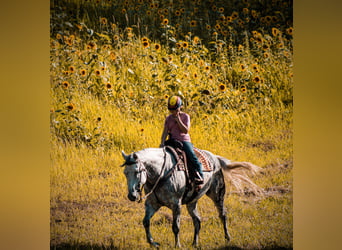 caballo de tiro, Caballo castrado, 12 años, 160 cm, Tordo rodado