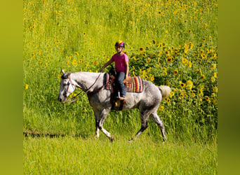 caballo de tiro, Caballo castrado, 12 años, 160 cm, Tordo rodado