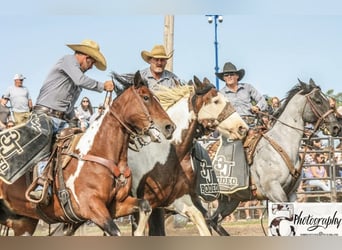 caballo de tiro Mestizo, Caballo castrado, 12 años, 163 cm, Pío