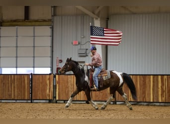 caballo de tiro Mestizo, Caballo castrado, 12 años, 163 cm, Pío