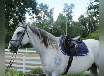 caballo de tiro Mestizo, Caballo castrado, 12 años, 163 cm, Tordo