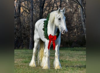 caballo de tiro, Caballo castrado, 12 años, 183 cm, White/Blanco