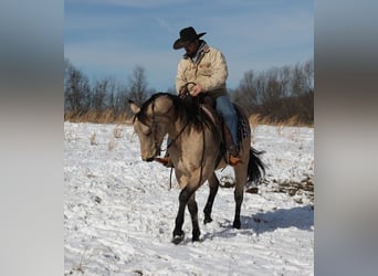 caballo de tiro, Caballo castrado, 12 años, Buckskin/Bayo