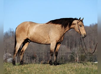 caballo de tiro, Caballo castrado, 12 años, Buckskin/Bayo