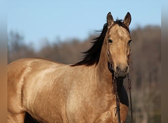 caballo de tiro, Caballo castrado, 12 años, Buckskin/Bayo