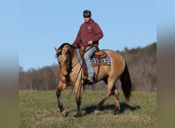 caballo de tiro, Caballo castrado, 12 años, Buckskin/Bayo