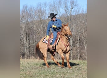 caballo de tiro, Caballo castrado, 13 años, 155 cm, Bayo
