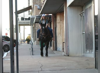 caballo de tiro, Caballo castrado, 13 años, 155 cm, Castaño rojizo