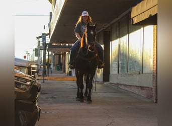 caballo de tiro, Caballo castrado, 13 años, 155 cm, Castaño rojizo