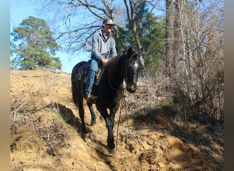 caballo de tiro, Caballo castrado, 13 años, 155 cm, Castaño rojizo