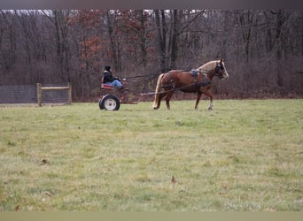 caballo de tiro, Caballo castrado, 13 años, 157 cm, Alazán rojizo