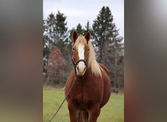 caballo de tiro, Caballo castrado, 13 años, 157 cm, Alazán rojizo