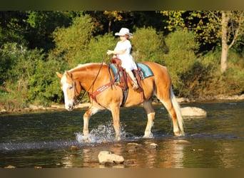 caballo de tiro Mestizo, Caballo castrado, 13 años, 157 cm, Alazán rojizo