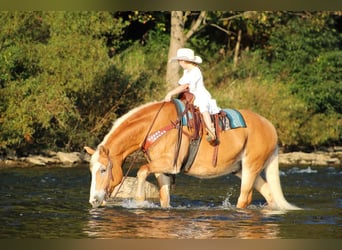 caballo de tiro Mestizo, Caballo castrado, 13 años, 157 cm, Alazán rojizo