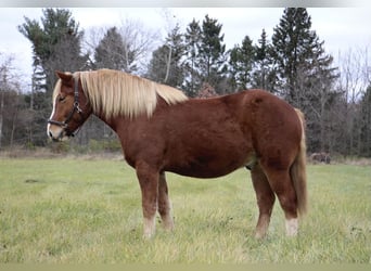 caballo de tiro, Caballo castrado, 13 años, 157 cm, Alazán-tostado