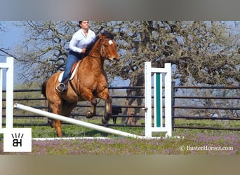caballo de tiro, Caballo castrado, 13 años, 160 cm, Buckskin/Bayo