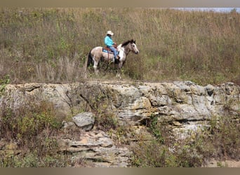 caballo de tiro Mestizo, Caballo castrado, 13 años, 160 cm, Tobiano-todas las-capas