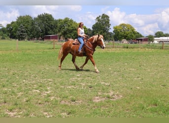 caballo de tiro, Caballo castrado, 13 años, 163 cm, Alazán-tostado