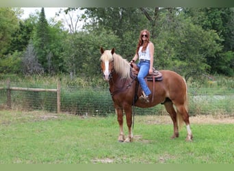 caballo de tiro, Caballo castrado, 13 años, 163 cm, Alazán-tostado