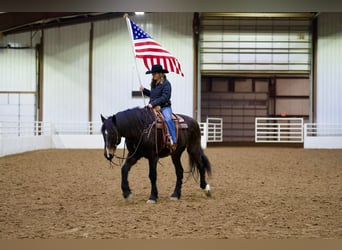 caballo de tiro Mestizo, Caballo castrado, 13 años, 163 cm, Castaño rojizo