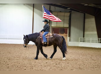 caballo de tiro Mestizo, Caballo castrado, 13 años, 163 cm, Castaño rojizo