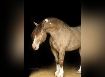 caballo de tiro, Caballo castrado, 13 años, 163 cm, Champán