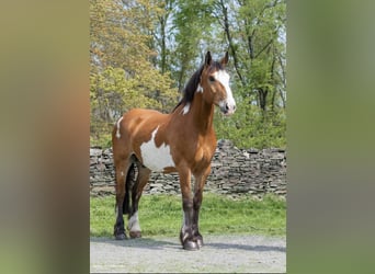 caballo de tiro, Caballo castrado, 13 años, 165 cm, Overo-todas las-capas