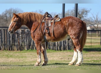 caballo de tiro, Caballo castrado, 13 años, 168 cm, Alazán rojizo