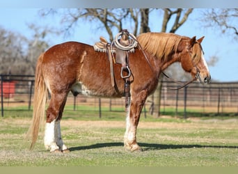 caballo de tiro, Caballo castrado, 13 años, 168 cm, Alazán rojizo