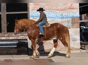 caballo de tiro, Caballo castrado, 13 años, 168 cm, Alazán rojizo