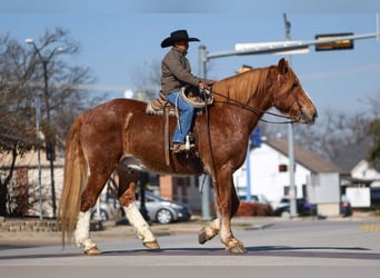 caballo de tiro, Caballo castrado, 13 años, 168 cm, Alazán rojizo