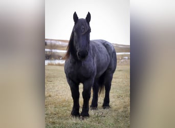 caballo de tiro, Caballo castrado, 13 años, 173 cm, Ruano azulado
