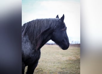 caballo de tiro, Caballo castrado, 13 años, 173 cm, Ruano azulado