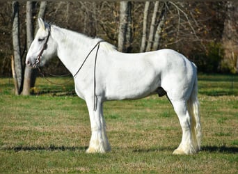 caballo de tiro, Caballo castrado, 13 años, 183 cm, White/Blanco