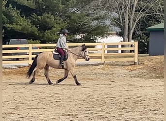 caballo de tiro, Caballo castrado, 13 años, Buckskin/Bayo