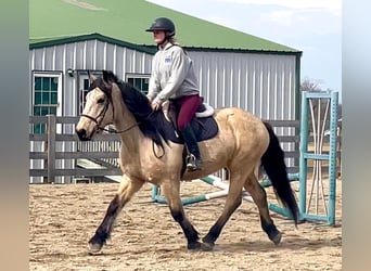 caballo de tiro, Caballo castrado, 13 años, Buckskin/Bayo