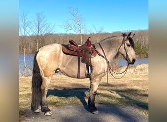 caballo de tiro, Caballo castrado, 13 años, Buckskin/Bayo