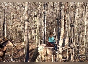 caballo de tiro, Caballo castrado, 13 años, Buckskin/Bayo