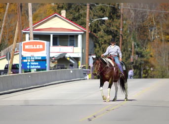 caballo de tiro Mestizo, Caballo castrado, 13 años, Pío