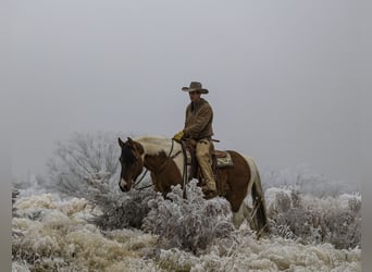 caballo de tiro Mestizo, Caballo castrado, 13 años, Pío