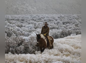 caballo de tiro Mestizo, Caballo castrado, 13 años, Pío