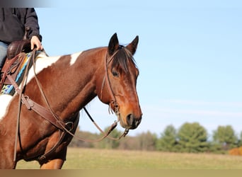 caballo de tiro Mestizo, Caballo castrado, 13 años, Pío