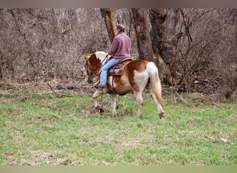 caballo de tiro, Caballo castrado, 14 años, 147 cm, Tobiano-todas las-capas