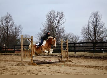 caballo de tiro, Caballo castrado, 14 años, 147 cm, Tobiano-todas las-capas