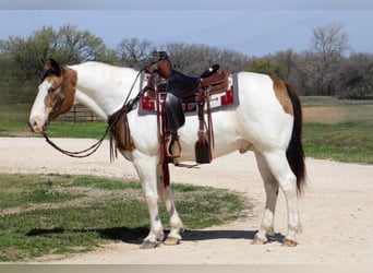 caballo de tiro, Caballo castrado, 14 años, 155 cm, Tobiano-todas las-capas