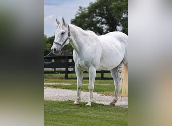 caballo de tiro, Caballo castrado, 14 años, 155 cm, Tordo