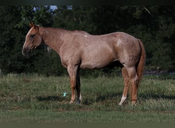 caballo de tiro Mestizo, Caballo castrado, 14 años, 157 cm, Ruano alazán